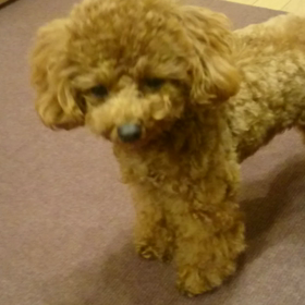 初めての お泊まりの画像