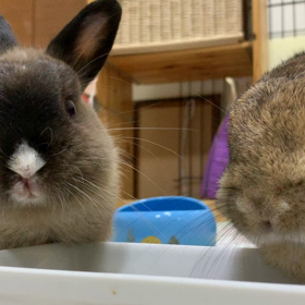 もぐもぐ動画の画像