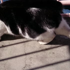 「今日のロクちゃん！！」～ひなたぼっこでゴロゴロゴロニャン♪パロトロールにいってくるよ♪動画編～の画像