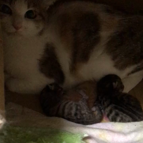 小夏さんのチビちゃんの画像