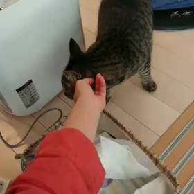 猫も待て、お手、ハイタッチ、よしが出来るんですね❣️の画像
