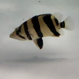 福岡県から弾丸でご来店！極上リアルバンドお買い上げ！の画像