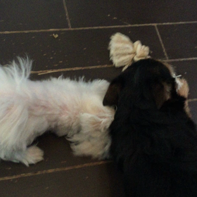 PDA心臓病 シロ お腹の虫も時間がかかる…の画像