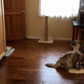 かくれんぼの画像