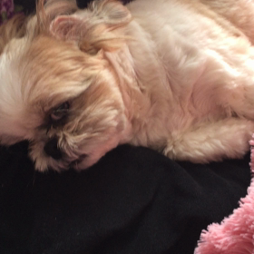 愛犬まりんとみしか３４ めんどくさっ。の画像