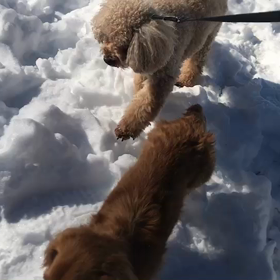 ♪お散歩動画♪代々木公園♪の画像