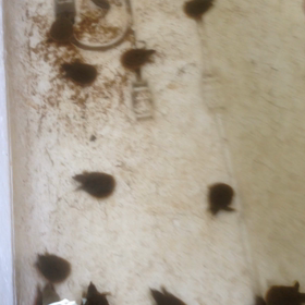 スッポンベイベーの画像