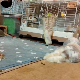 こしょこしょの画像