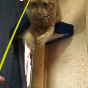 猫じゃらし(ω´∀`ω)ﾆｬﾝ♪の画像