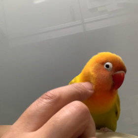 残念だけど仕方ないの画像