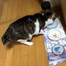 迷って迷って迷って…やっぱり約束は難しい。デールちゃんに怒られた！の画像