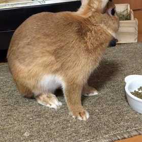 ごちしょーさまでしゅの画像