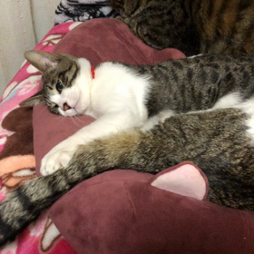 空お気に入りおもちゃ？の画像