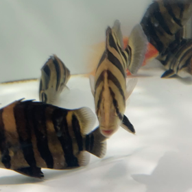 大量輸入！！の画像