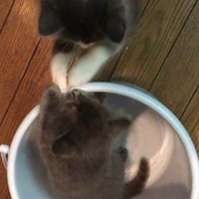 俺、親猫になる 97の画像