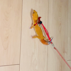 帝王ティムの気ままなお散歩の画像