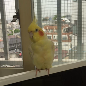 あくびちゃん♪の画像