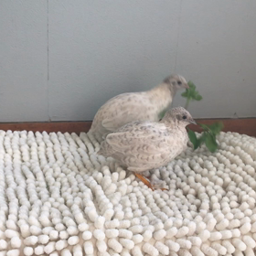 154日目 ハコベの画像