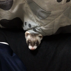 かくれんぼ？の画像