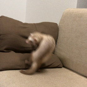 今日のシナモン  運動は苦手ですの画像