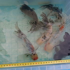 めざせ 2年後の大成！の画像