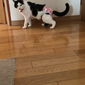 てんしんの努力の賜物は、たからものの画像