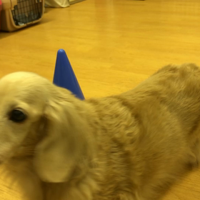 ポールを回る、マロンさん。の画像