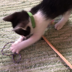 若葉ちゃんの画像