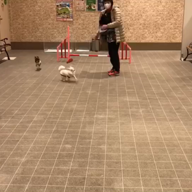 ヴィーナスフォートで初めてのドックランの画像