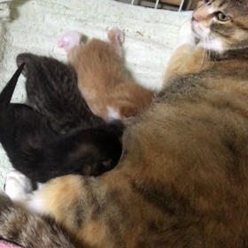 華音ちゃん授乳中☺️の画像