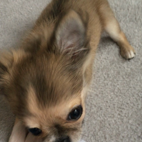 心を鬼にしての画像