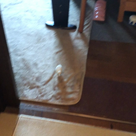 姫うずらのピー助の画像