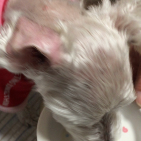 犬用牛乳。の画像