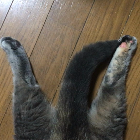 短いあんよの画像