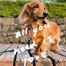 明日は一緒に散歩しようU^ェ^Uの画像