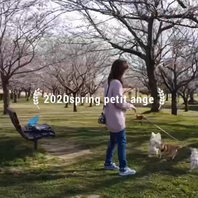 グループに分けてお花見ですの画像