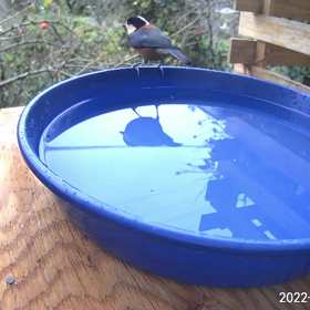 すぎぴたんの事件簿シーズン3　99話（自然界は襲われる）の画像