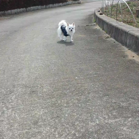 今日は愛犬の日の画像
