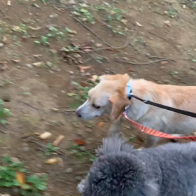 8月8日14わんこと2時間遠足　代々木公園表参道の画像