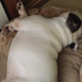 何の夢⁇の画像