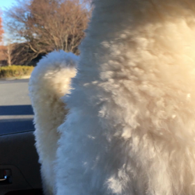 おさんぽがうれしすぎてさけぶしかない。の画像