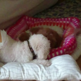 仲良しだけど、ドキっの画像