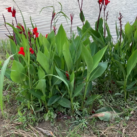 ここを秘密基地とする(ﾟДﾟ)ﾉの画像
