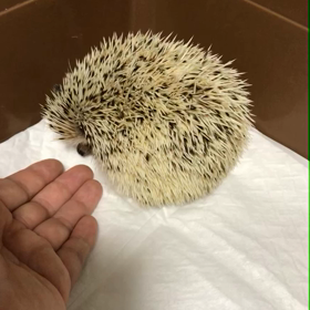 69日目好きな物との差の画像