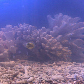 【お魚の紹介】の画像