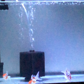 ♪(´ε｀ )の画像