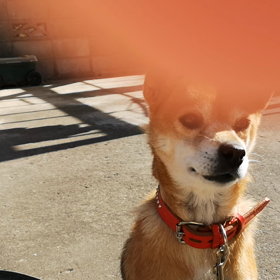 この子、多めですの画像