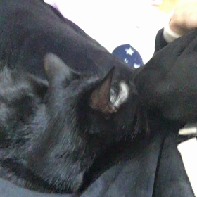 アメトムチの画像