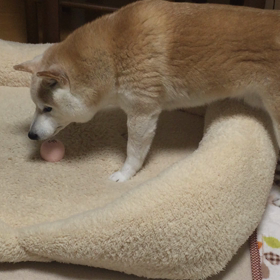 遊ぶしばぞうの画像