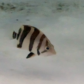 お急ぎください！の画像